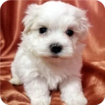 pets wallpaper-7 android application logo